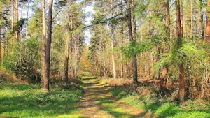 Forêt de Laigue