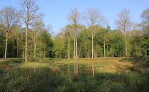Forêt de Nieppe
