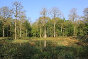Forêt de Nieppe