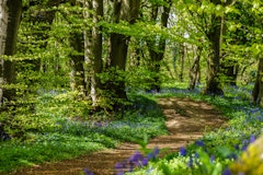 Forêt de Tournehem