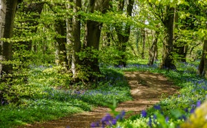 Forêt de Tournehem