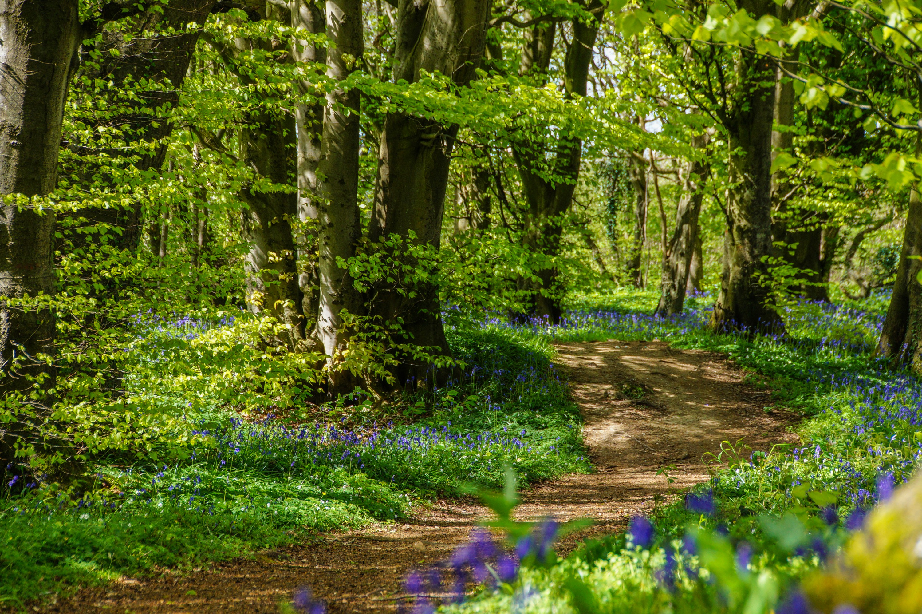 Forêt de Tournehem