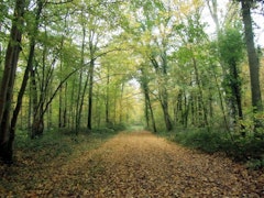 Forêt de Vauclair
