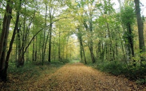 Forêt de Vauclair