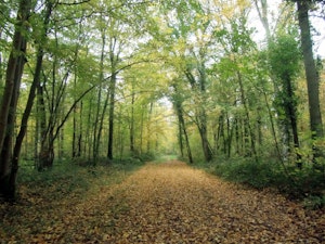 Forêt de Vauclair