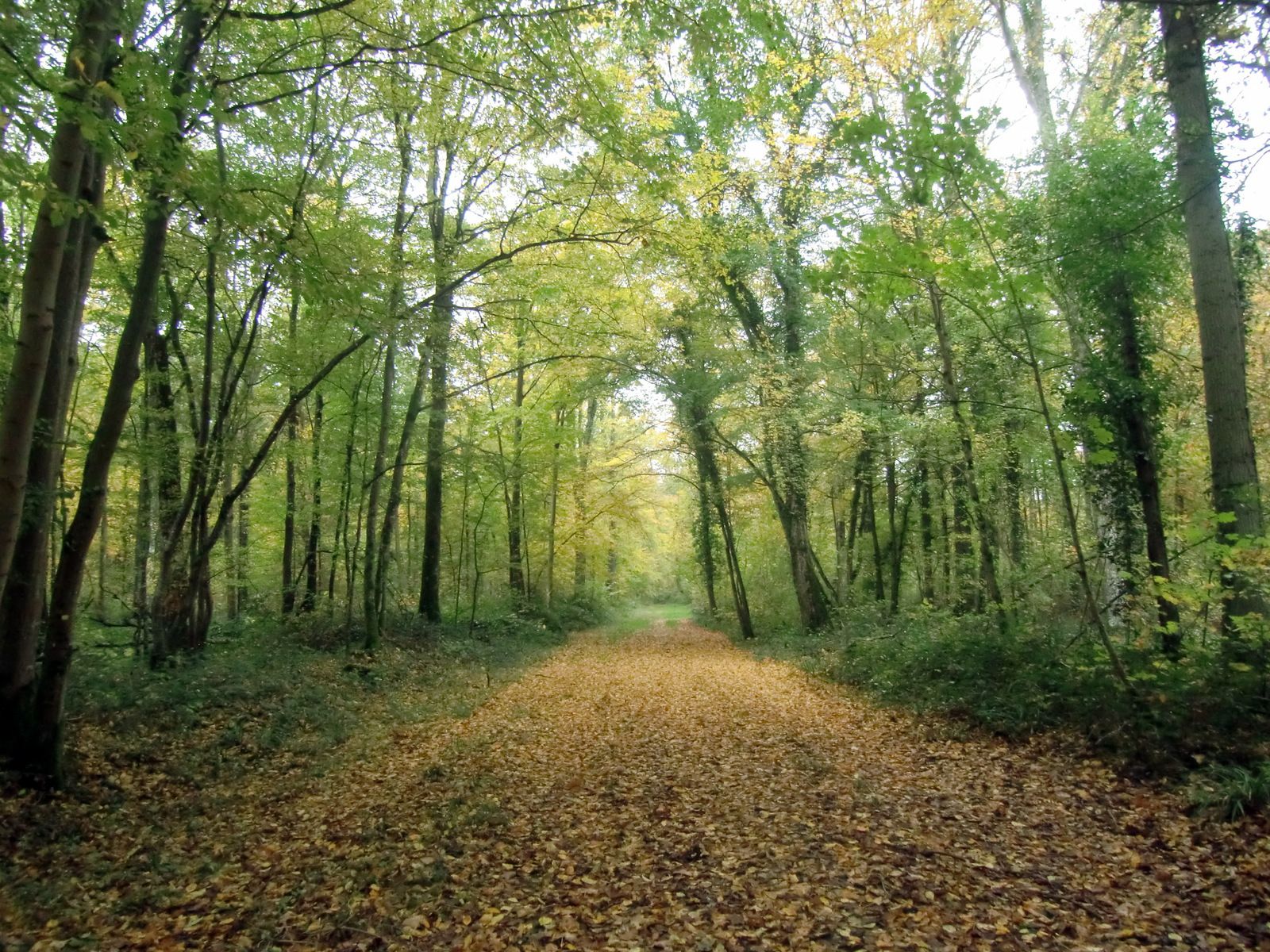 Forêt de Vauclair