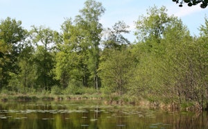 Marais de Bourneville