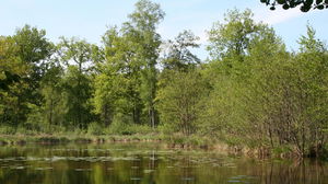 Marais de Bourneville