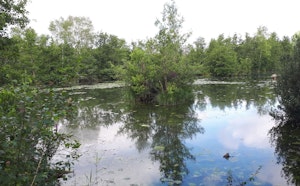 Marais de Mareuil-Caubert