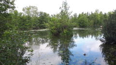 Marais de Mareuil-Caubert