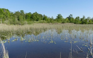 Marais de Pierrepont
