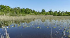 Marais de Pierrepont