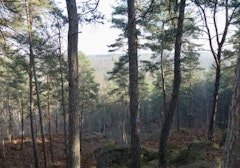 Around Veneux-les-Sablons