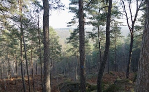 Around Veneux-les-Sablons