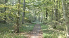 Bois de Cormeilles