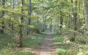 Bois de Cormeilles