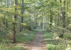 Bois de Cormeilles