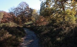 Bois des Cinq-Cents Arpents