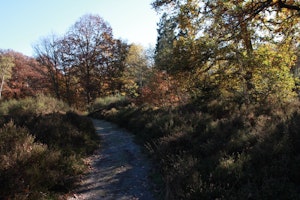 Bois des Cinq-Cents Arpents