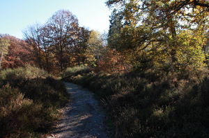 Bois des Cinq-Cents Arpents