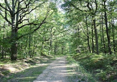 Forêt de Méridon