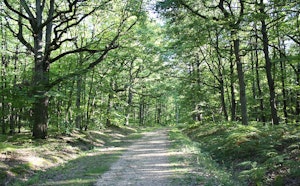 Forêt de Méridon