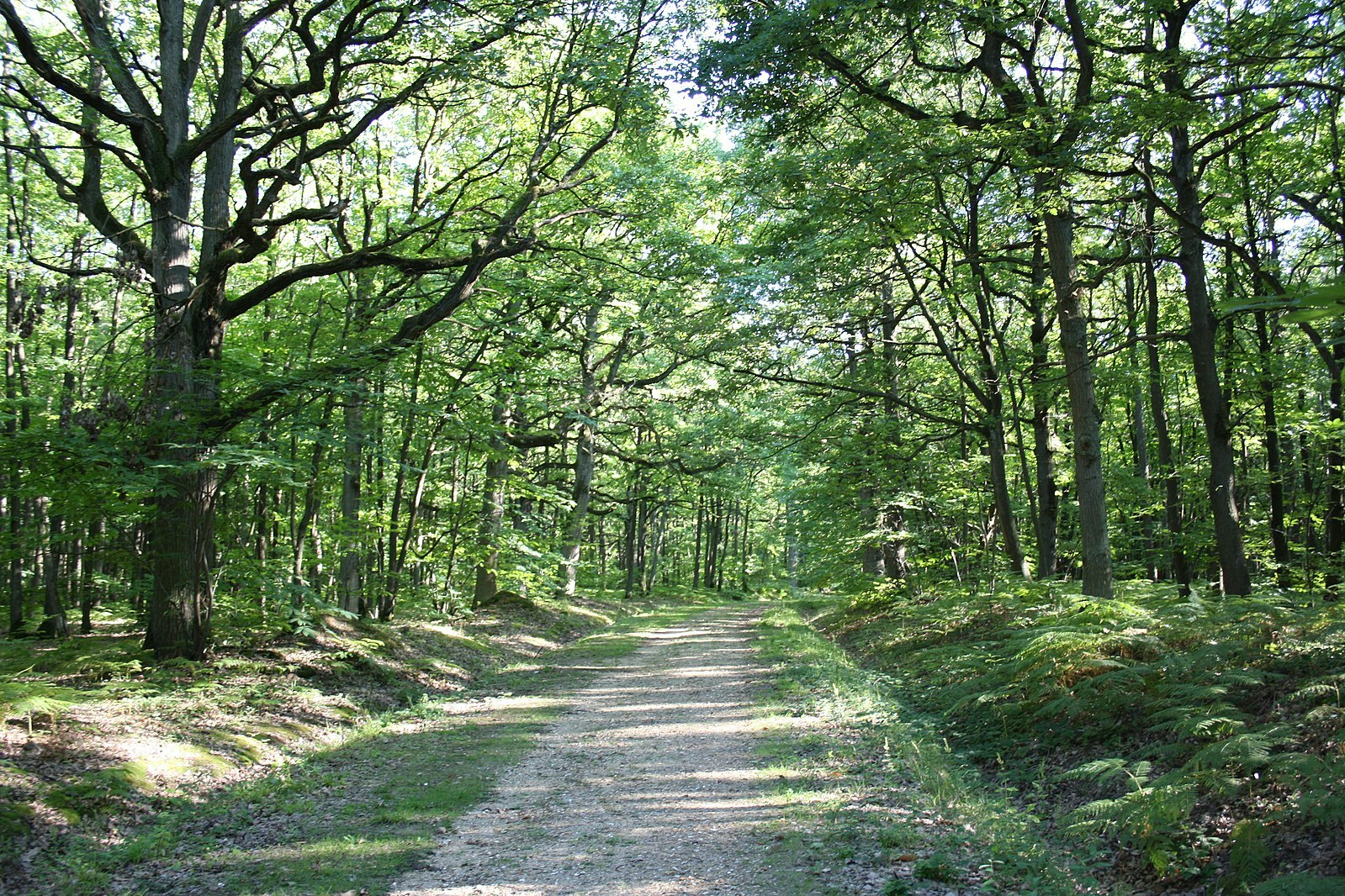 Forêt de Méridon