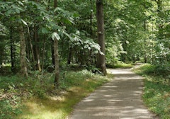 Forêt de Ferrières
