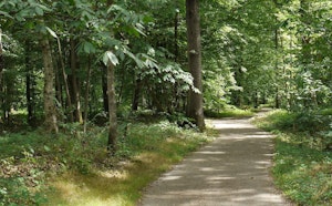 Forêt de Ferrières
