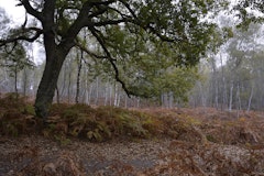 Forêt de la Claye