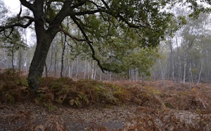 Forêt de la Claye