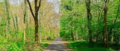Forêt de Saint-Germain from Château du Val