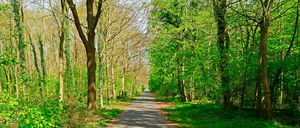 Forêt de Saint-Germain au départ du château du Val