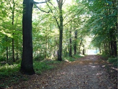 Forêt de Verrières