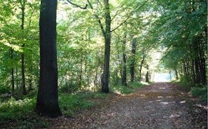Forêt de Verrières