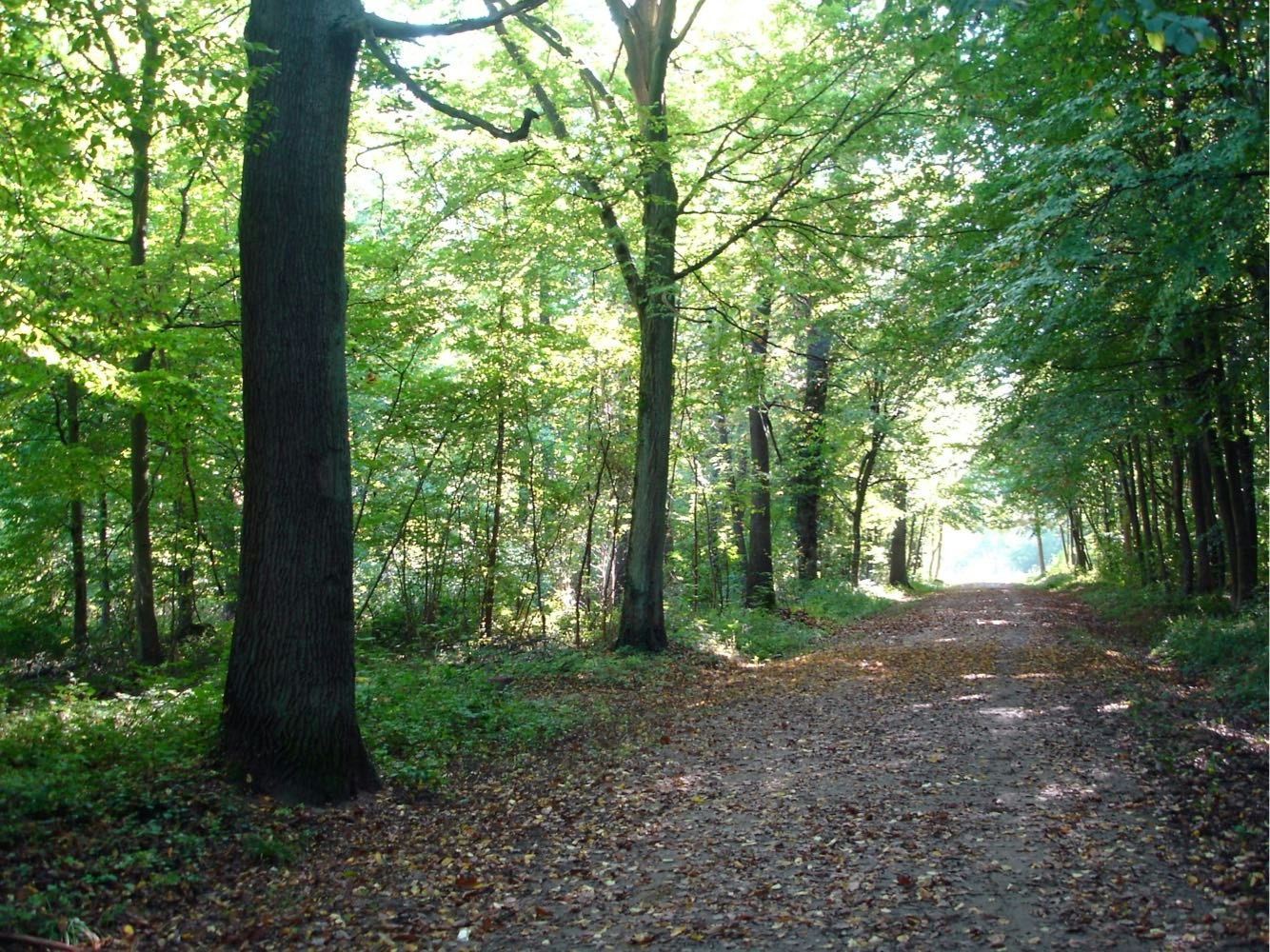 Forêt de Verrières