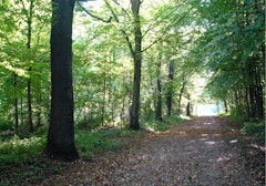 Forêt de Verrières