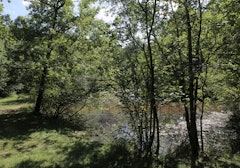 Forêts des Flambertins et d'Abbecourt