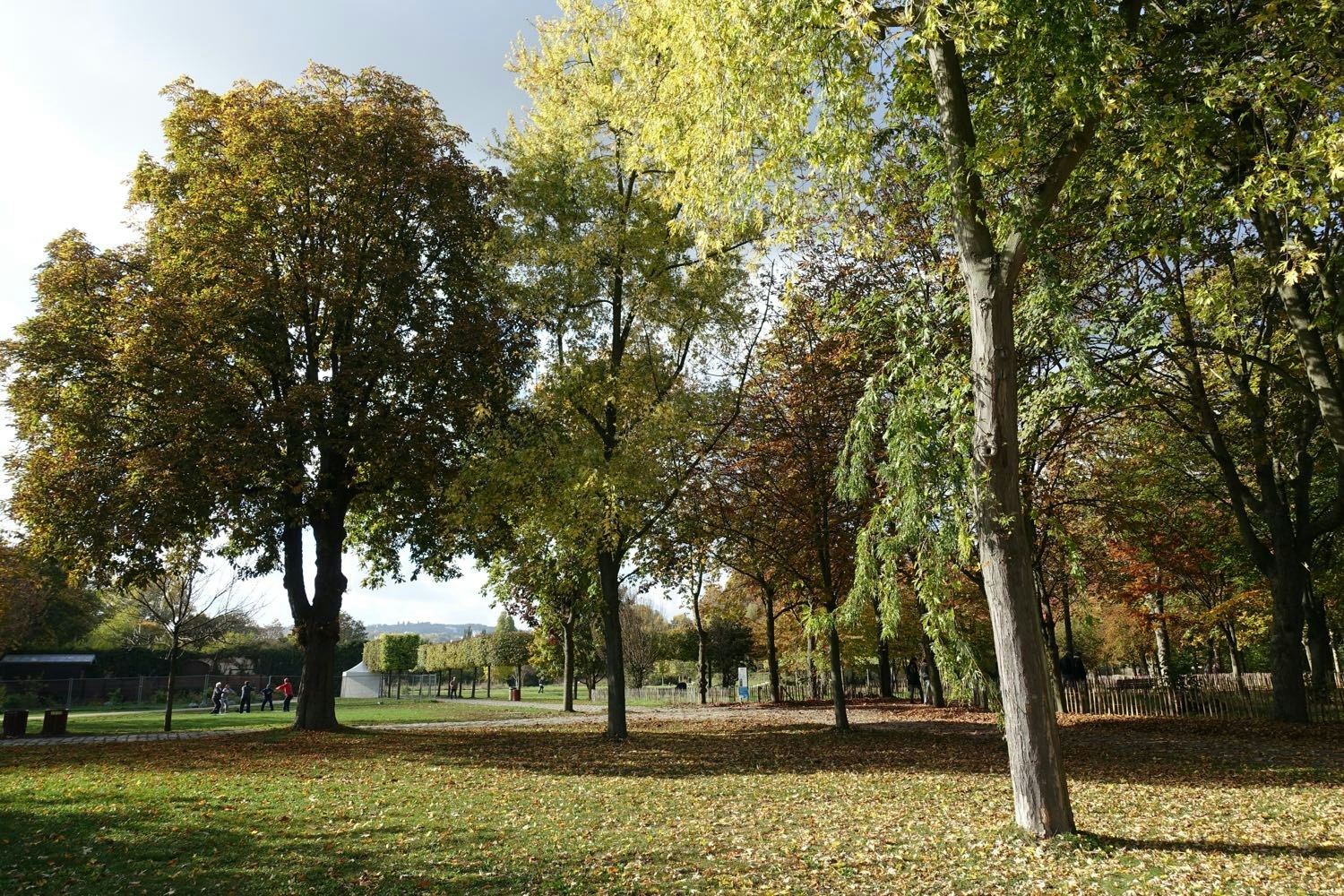 Île Saint-Germain