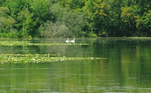 Marais de Fontenay