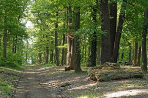 Forêt de Montéclin et bois de Bel-Air