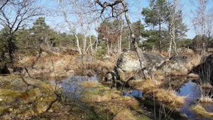 Platières des Béorlots et mare des Couleuvreux