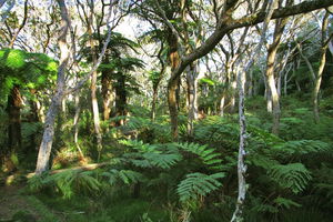 Entre Hell-Bourg et Bélouve
