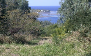 Forêt de l'Étang-Salé