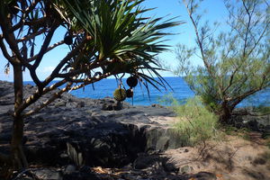 Volcanic garden of Saint-Philippe