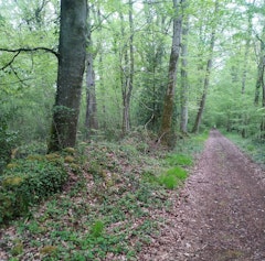 Bois de Boulon