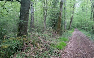 Bois de Boulon