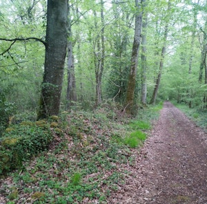 Bois de Boulon