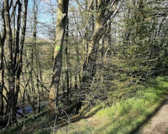 Bois de Gavrus