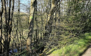 Bois de Gavrus